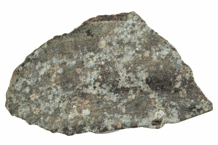 Cut Chondrite Meteorite Section ( g) - NWA #263197